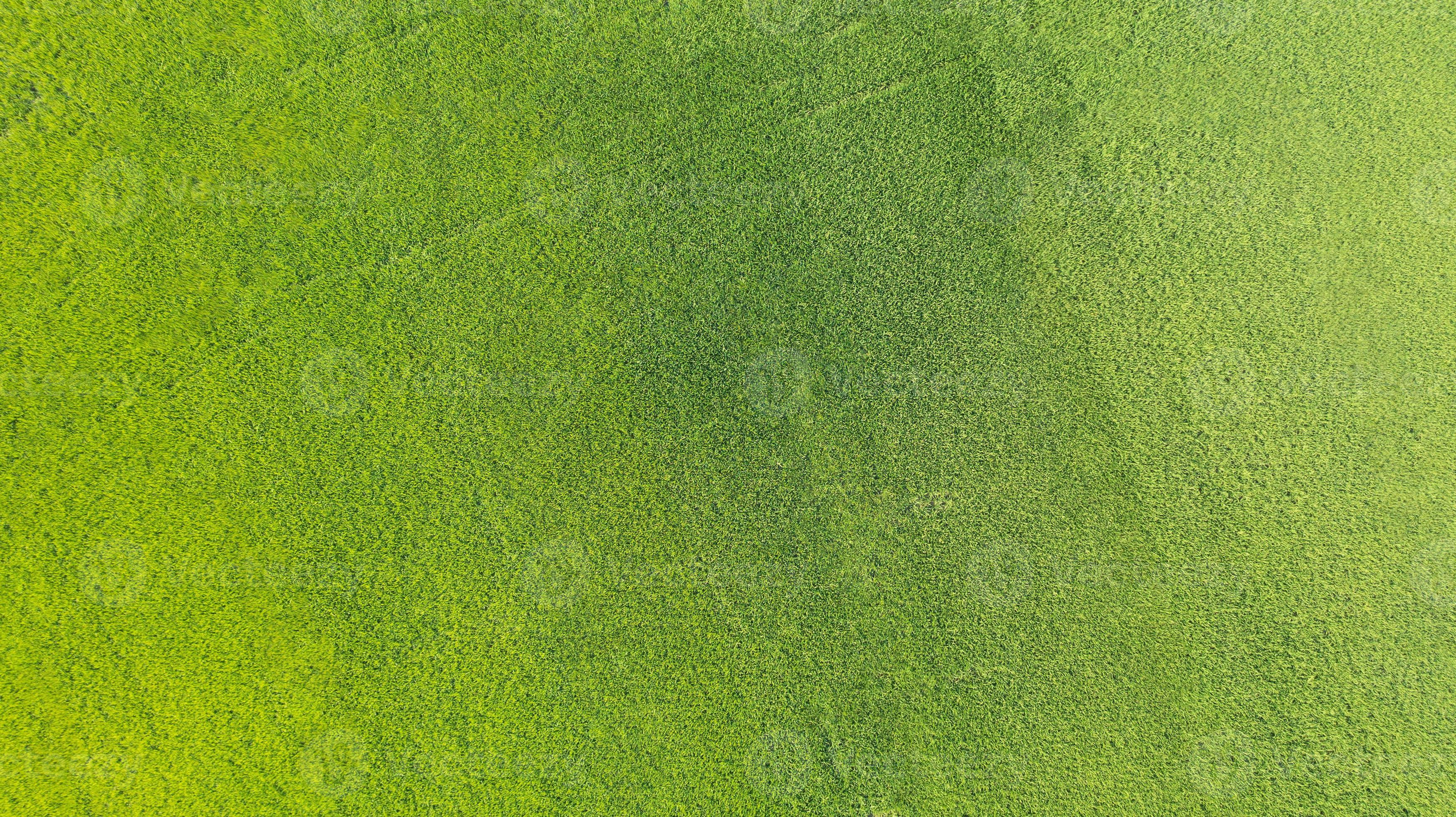 Green Land